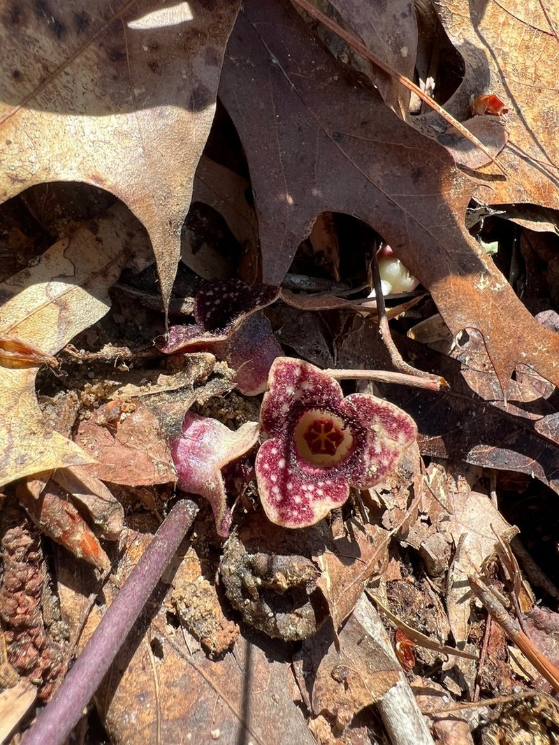 Sorrie's Heartleaf photo 7