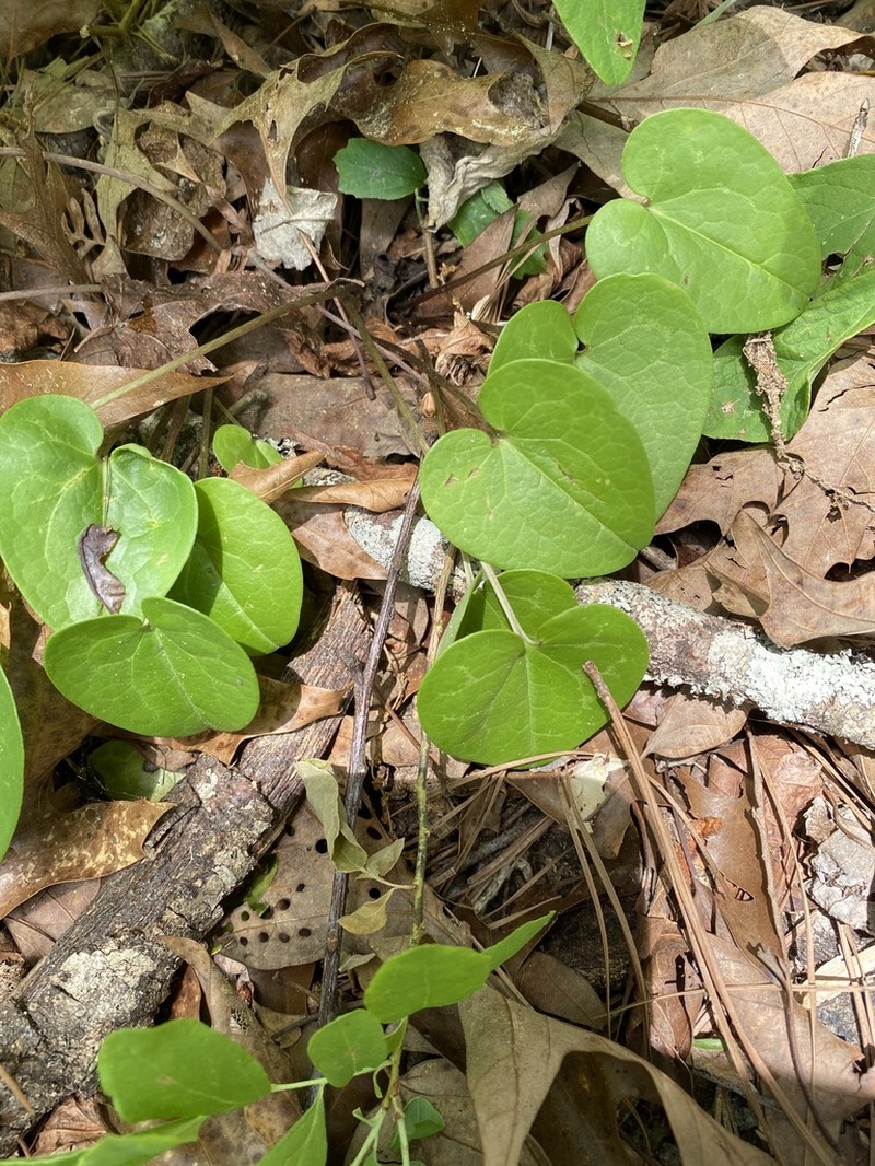 Sorrie's Heartleaf photo 8