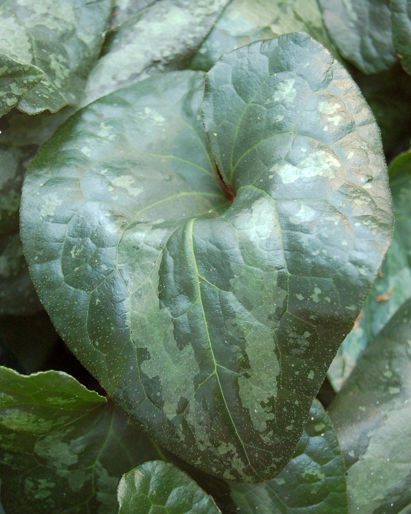 Asarum splendens photo 2