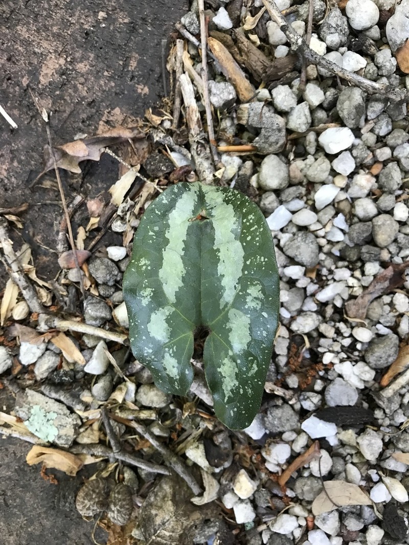 Asarum splendens photo 3
