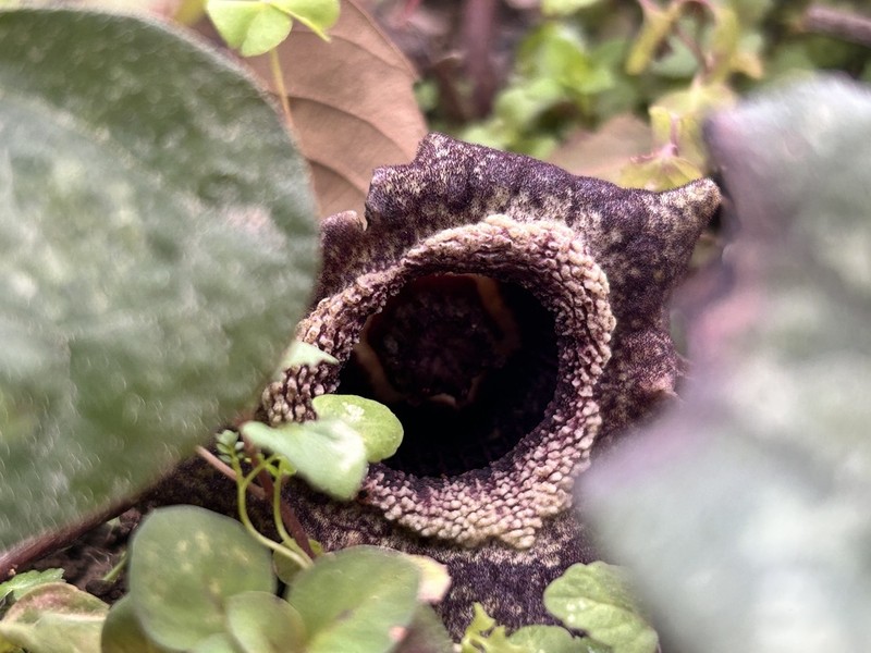 Asarum splendens photo 4