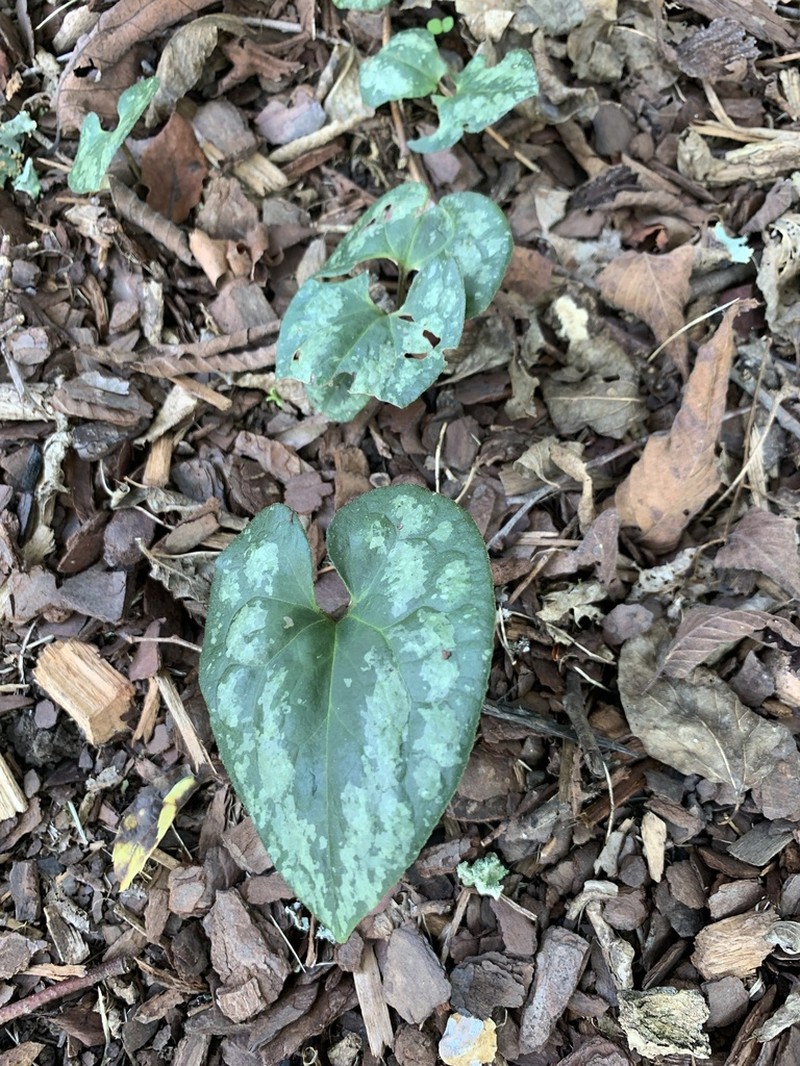 Asarum splendens photo 5