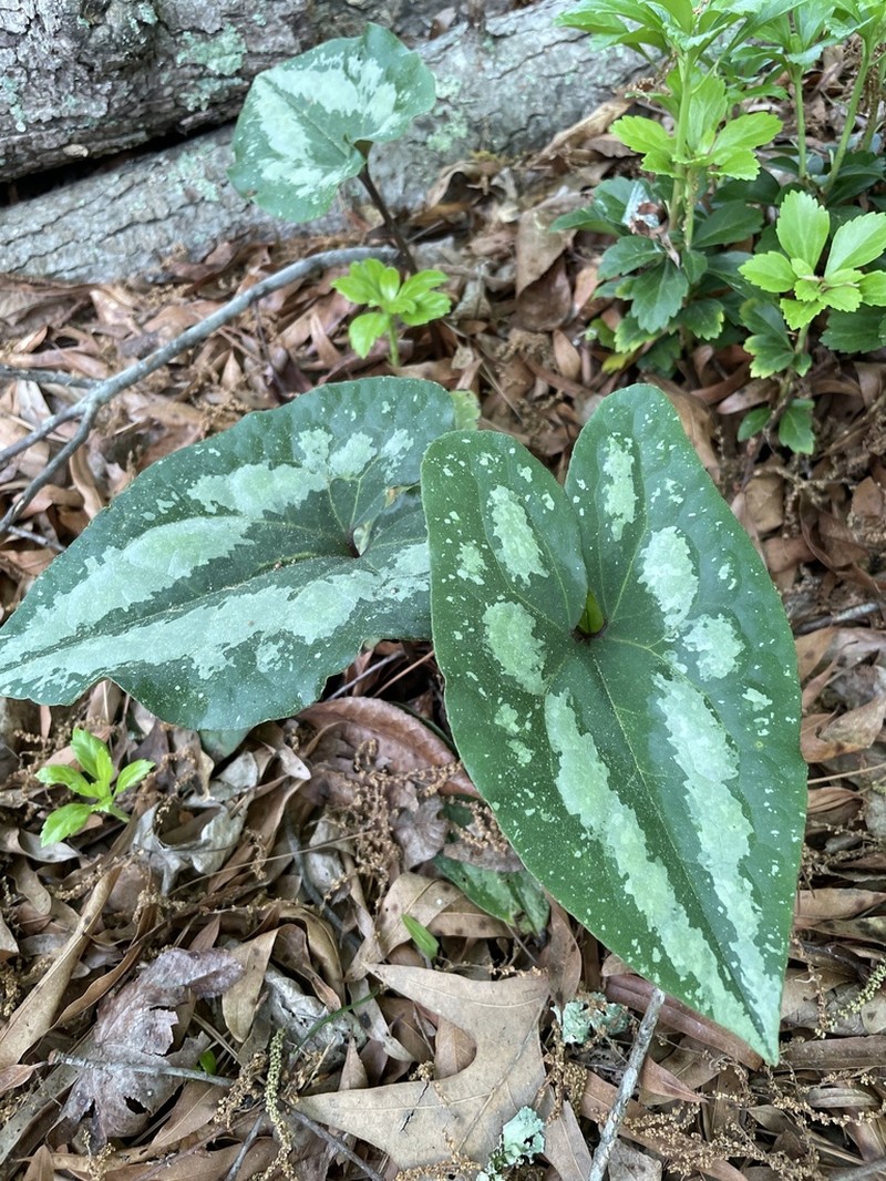 Asarum splendens photo 7