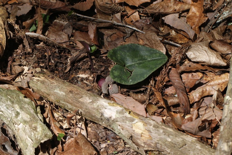 Asarum subglobosum