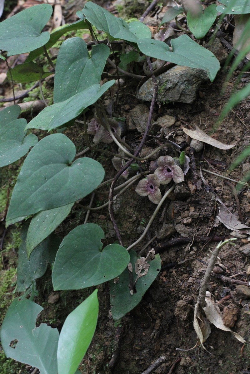 Asarum tabatanum