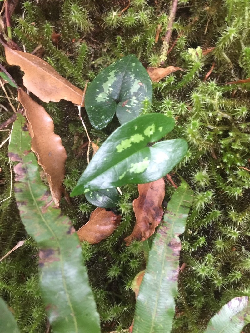 Asarum taipingshanianum