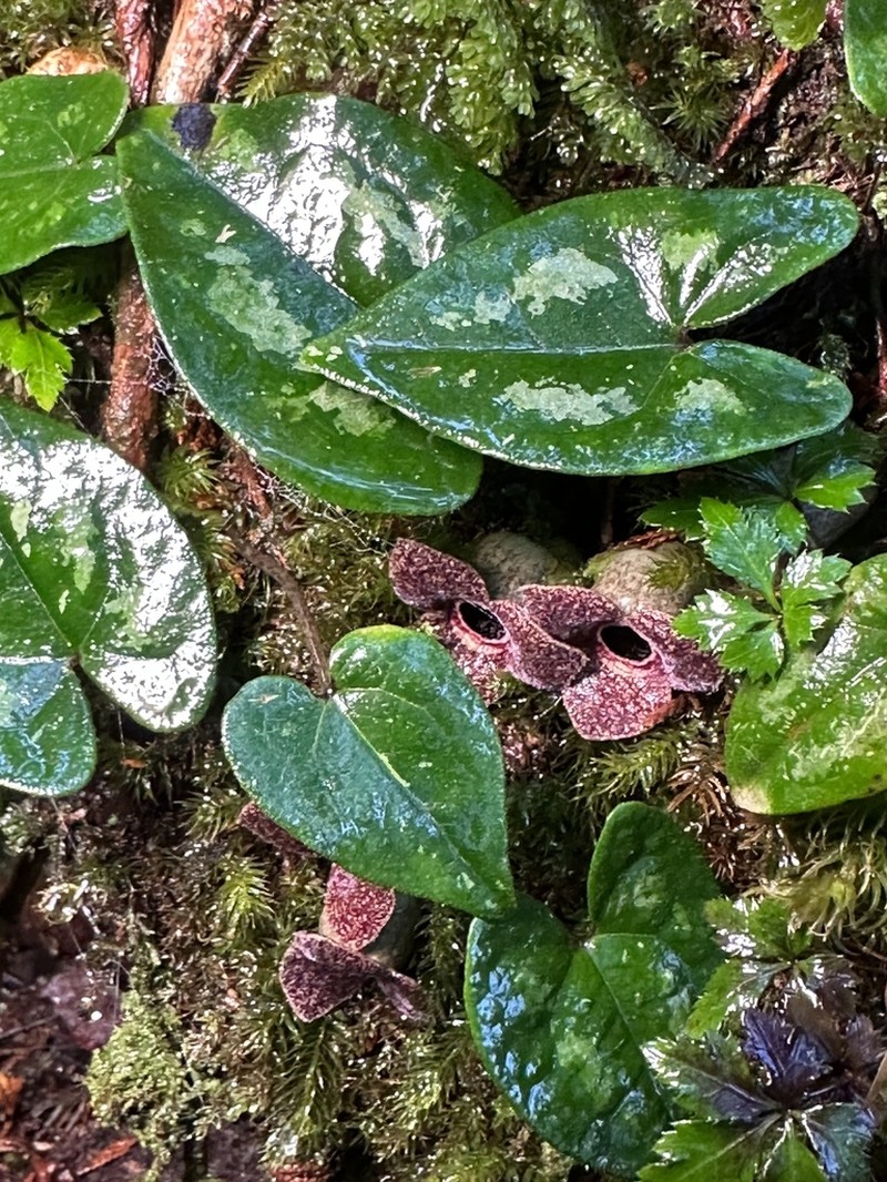 Asarum taipingshanianum photo 2