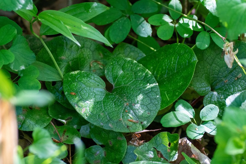 Asarum tamaense