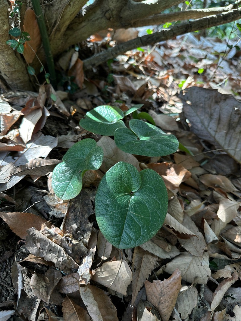 Asarum tamaense photo 6