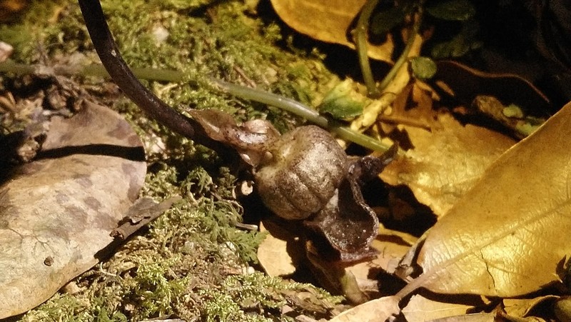 Asarum tawushanianum