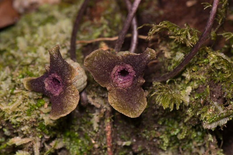 Asarum tawushanianum photo 2