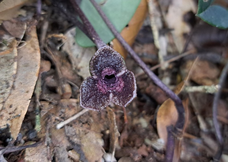 Asarum tawushanianum photo 3