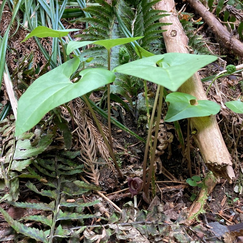 Asarum tohokuense