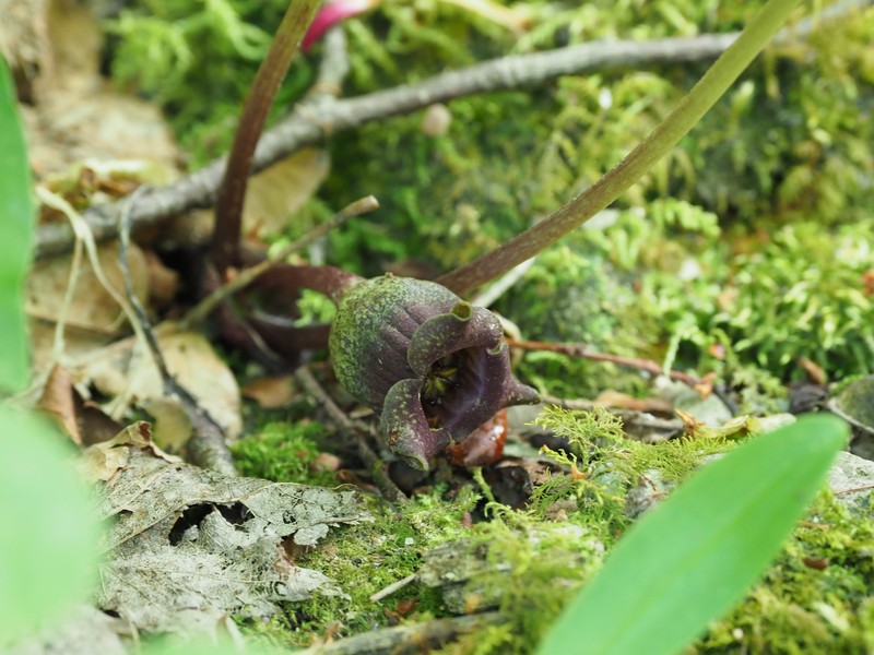 Asarum tohokuense photo 4