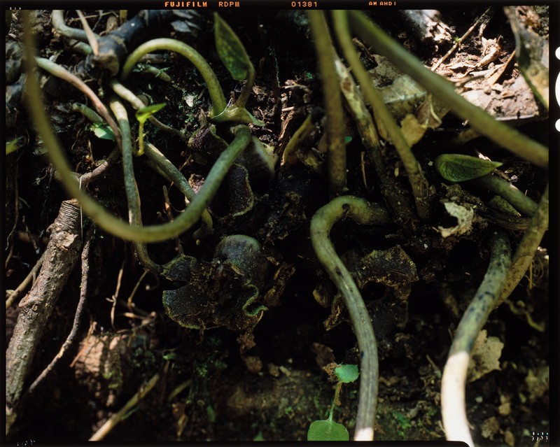 Asarum tokarense photo 2