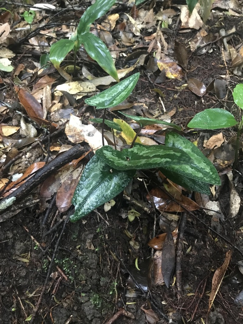 Asarum trigynum