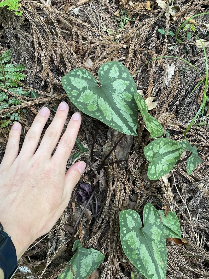 Asarum unzen