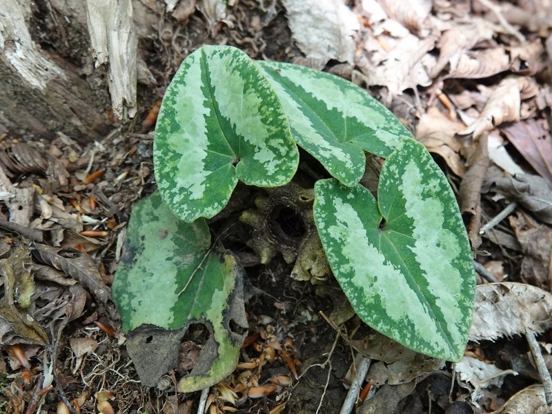 Asarum unzen photo 3