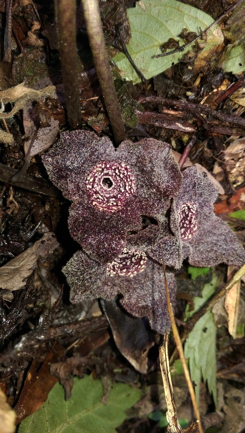Asarum villisepalum