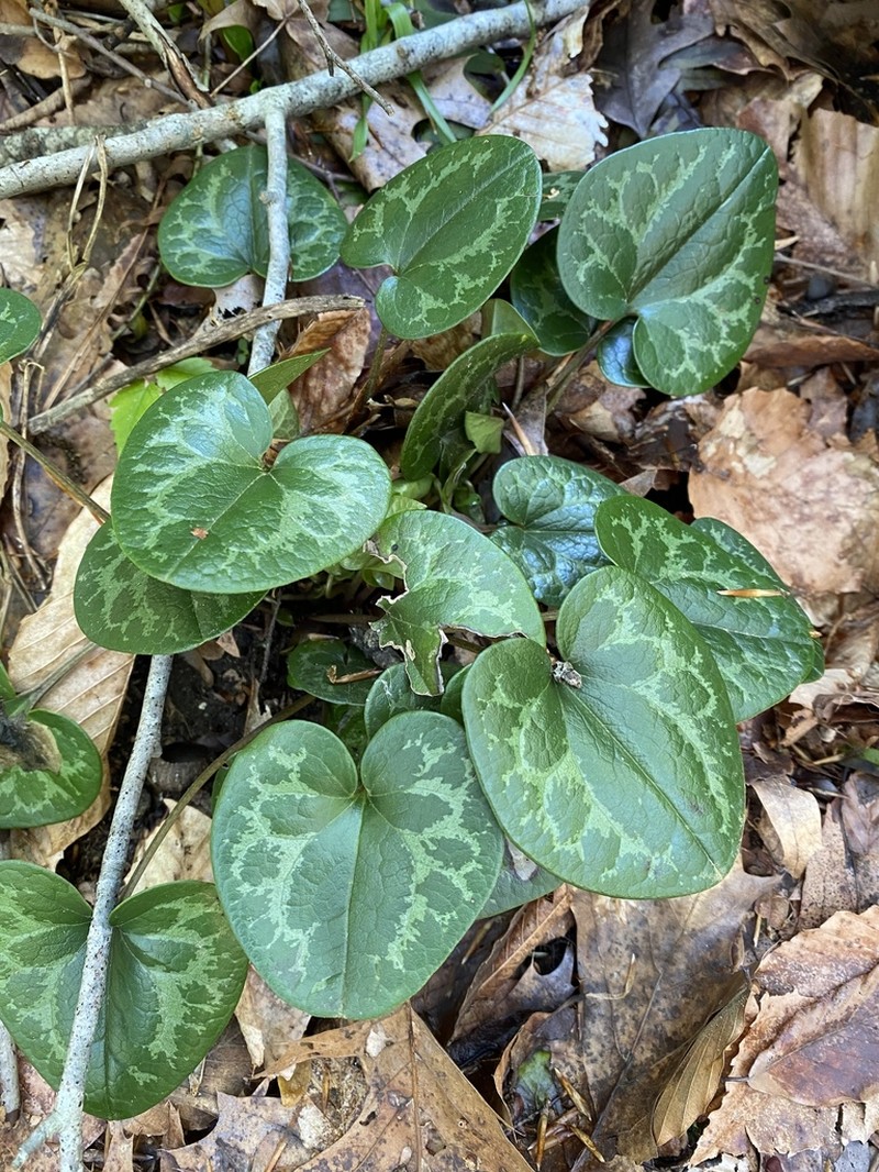 Virginia Heartleaf photo 2