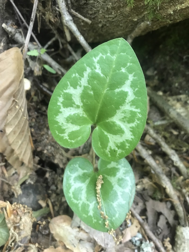 Virginia Heartleaf photo 3