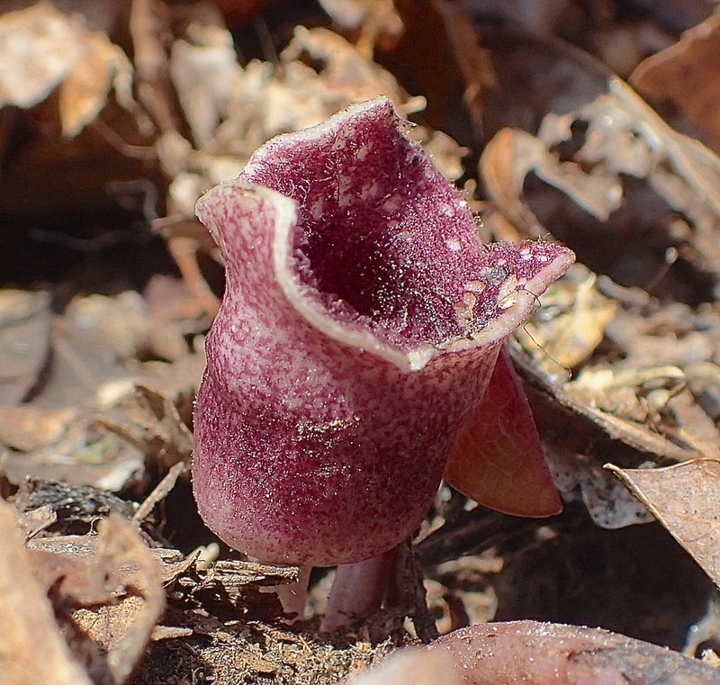 Virginia Heartleaf photo 5