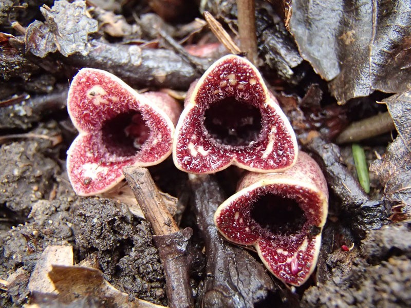 Virginia Heartleaf photo 6