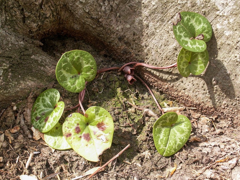 Virginia Heartleaf photo 7