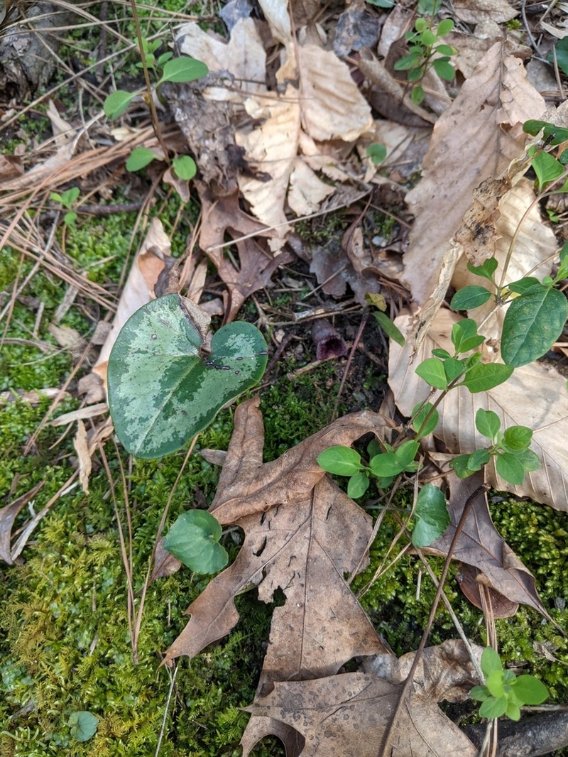 Virginia Heartleaf photo 8