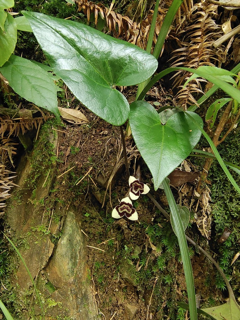 Asarum wulingense photo 2