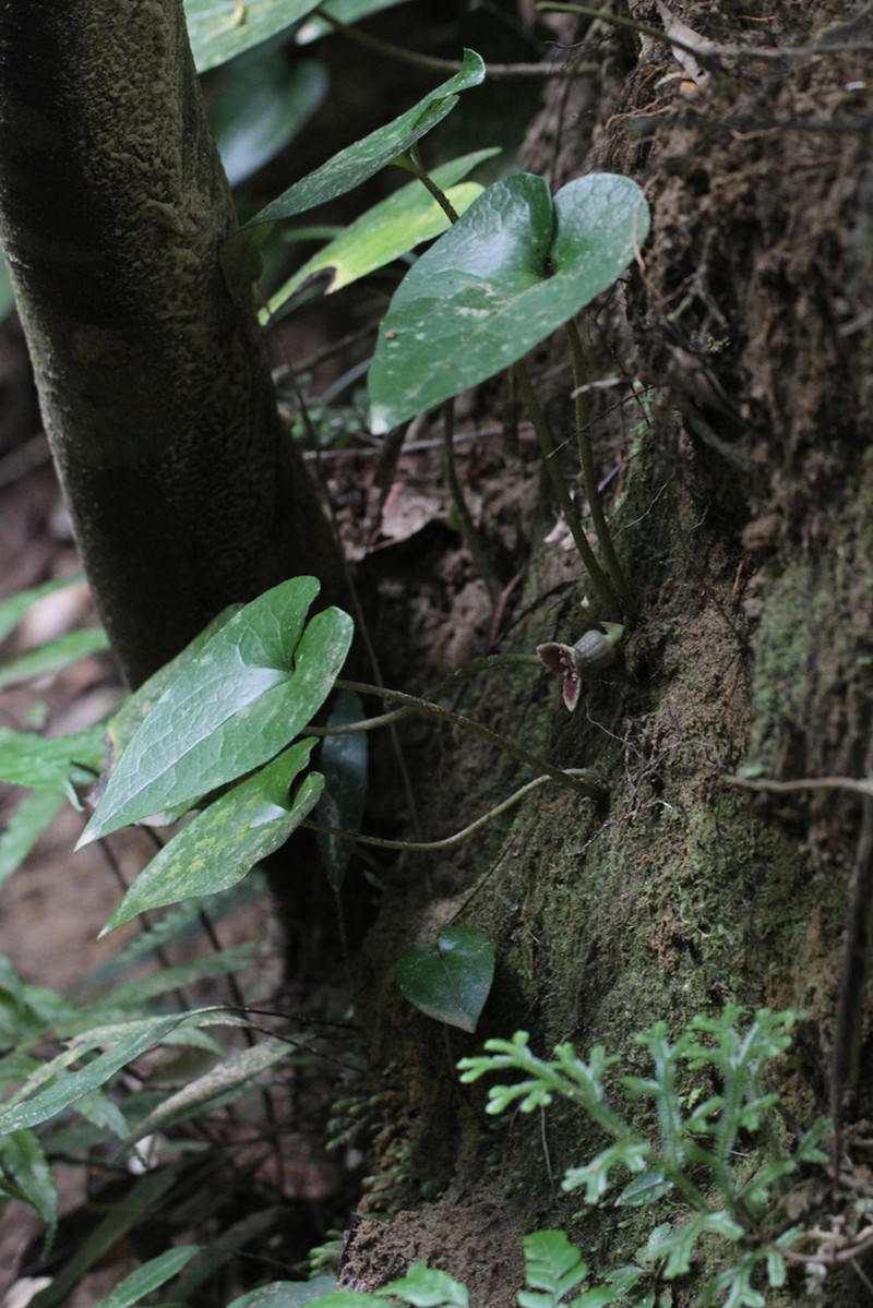 Asarum yaeyamense