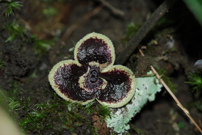 Asarum yaeyamense photo 2