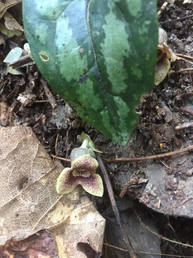 Asarum yaeyamense photo 5