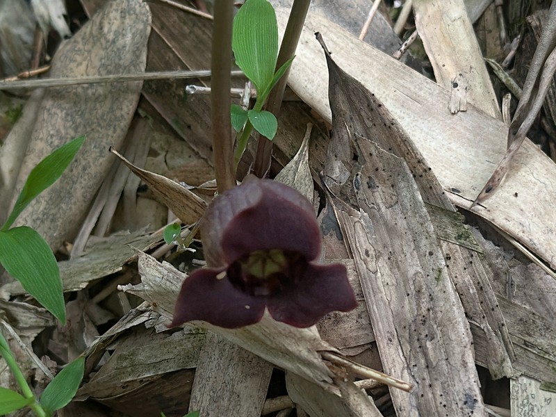 Asarum yeonbyeonense