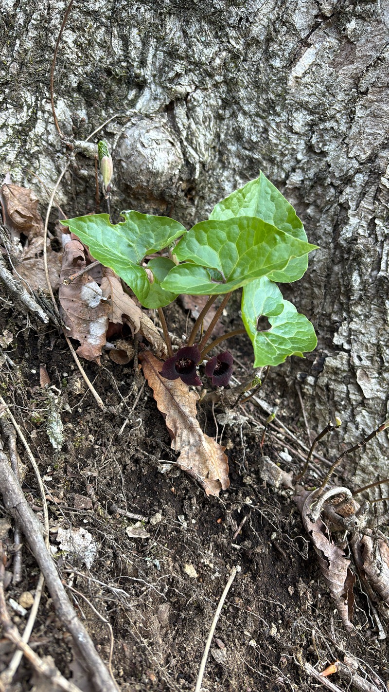 Asarum yeonbyeonense photo 2