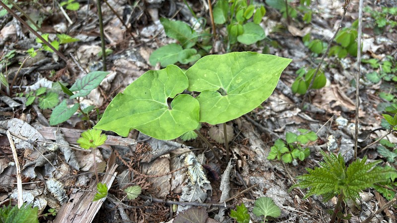 Asarum yeonbyeonense photo 3