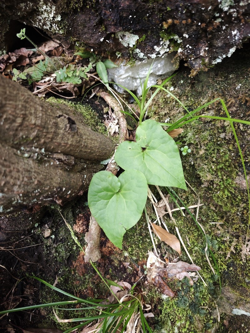 Asarum yeonbyeonense photo 5