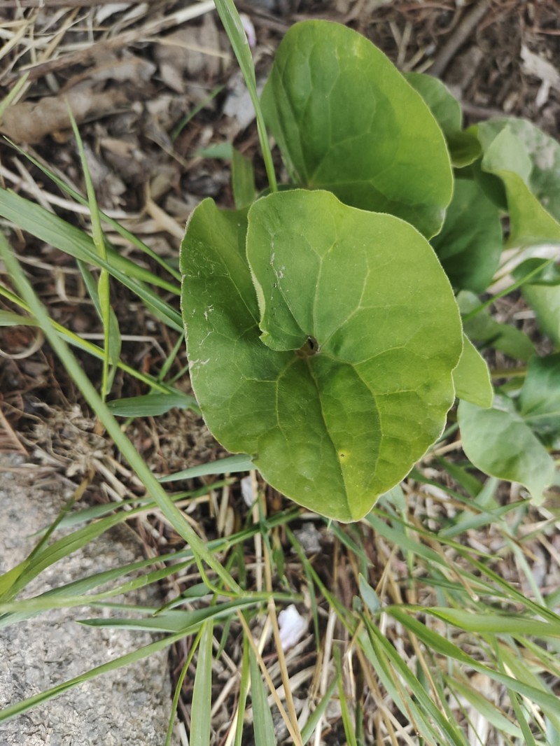 Asarum yeonbyeonense photo 6