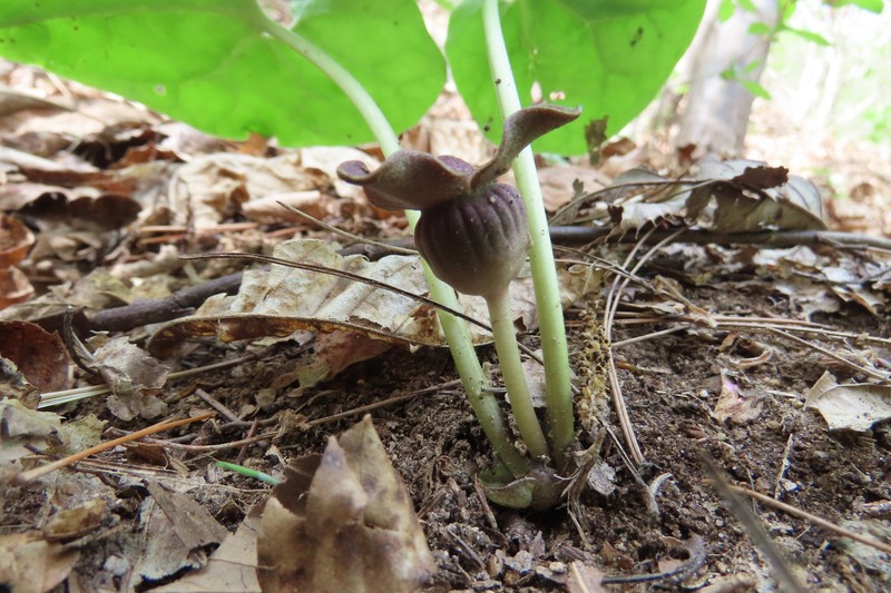 Asarum yeonbyeonense photo 8