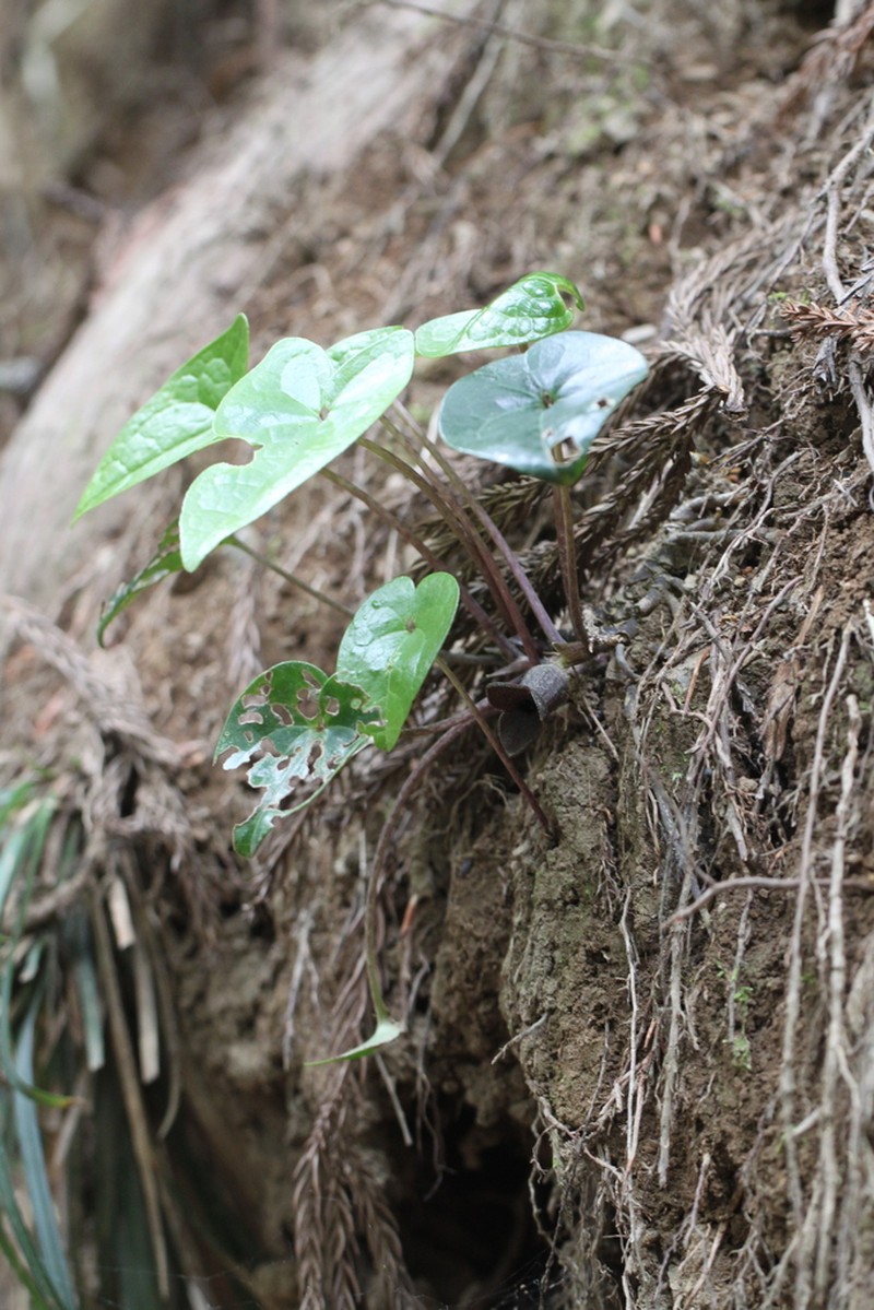 Asarum yoshikawae