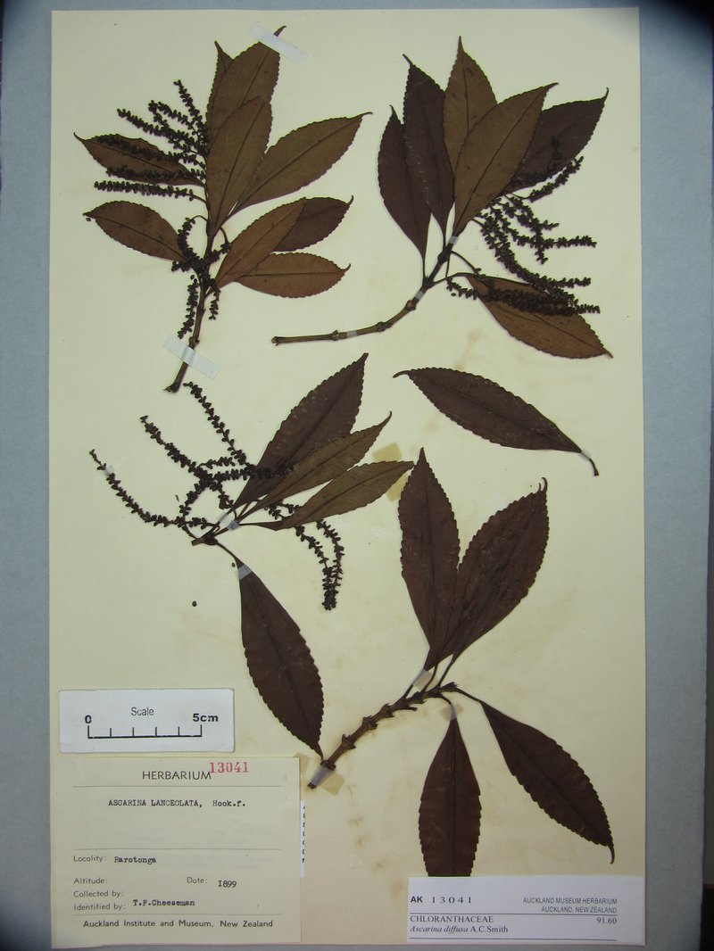 Ascarina diffusa