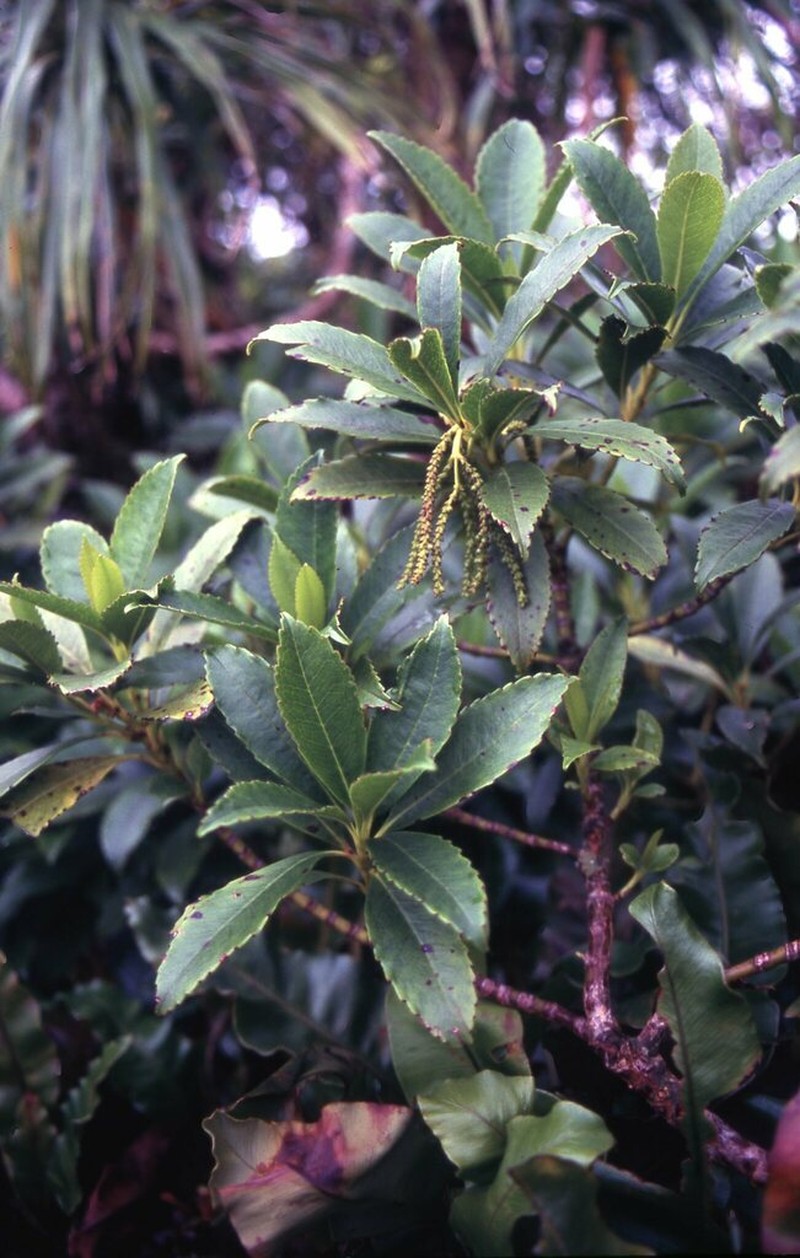 Ascarina diffusa photo 2