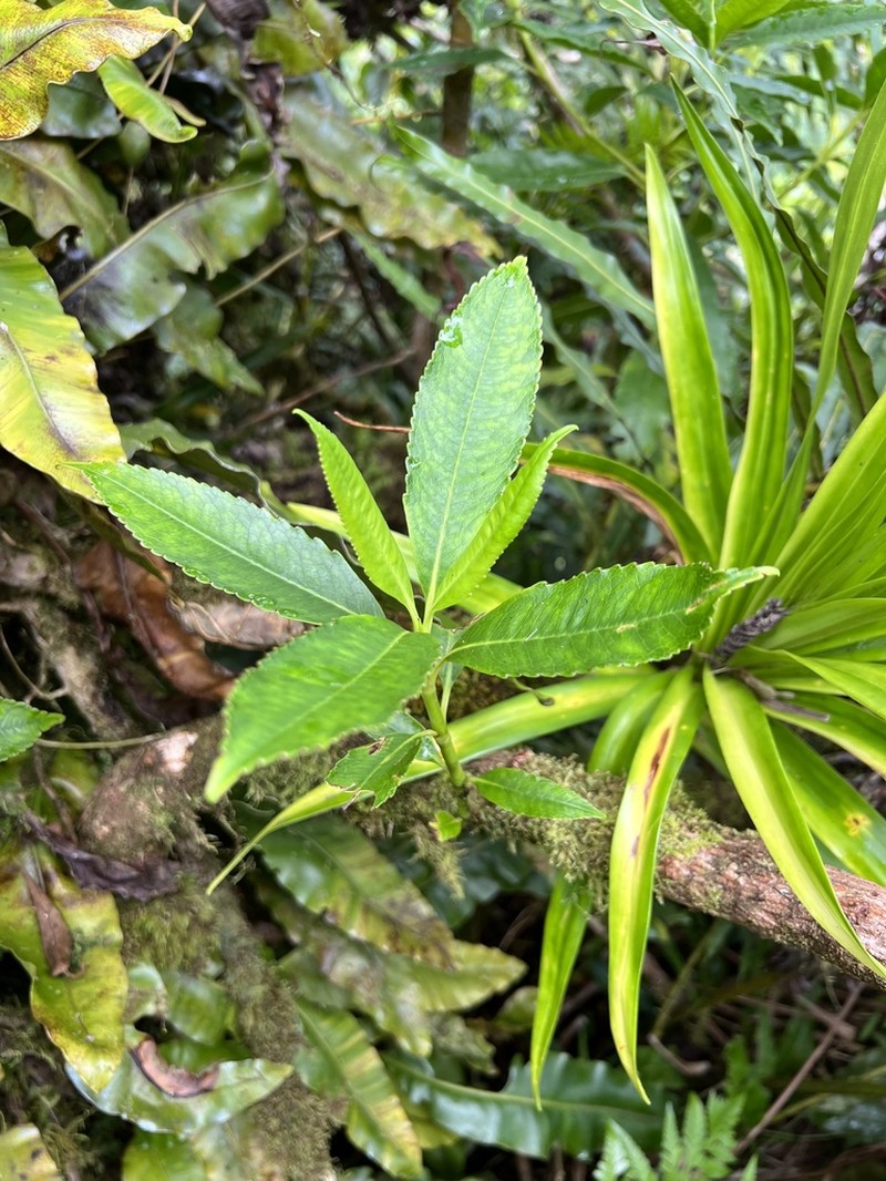 Ascarina diffusa photo 3