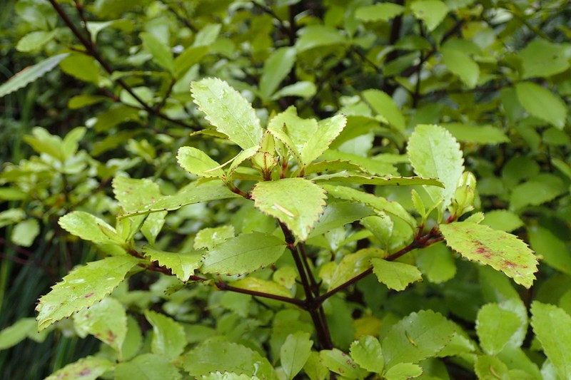 Ascarina lucida photo 3