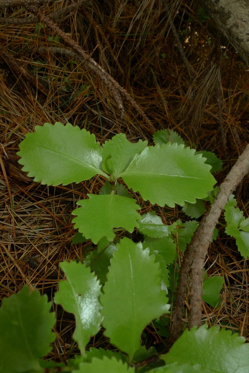 Ascarina lucida photo 4