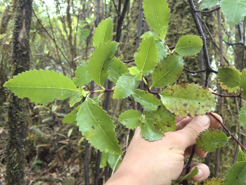 Ascarina lucida photo 6