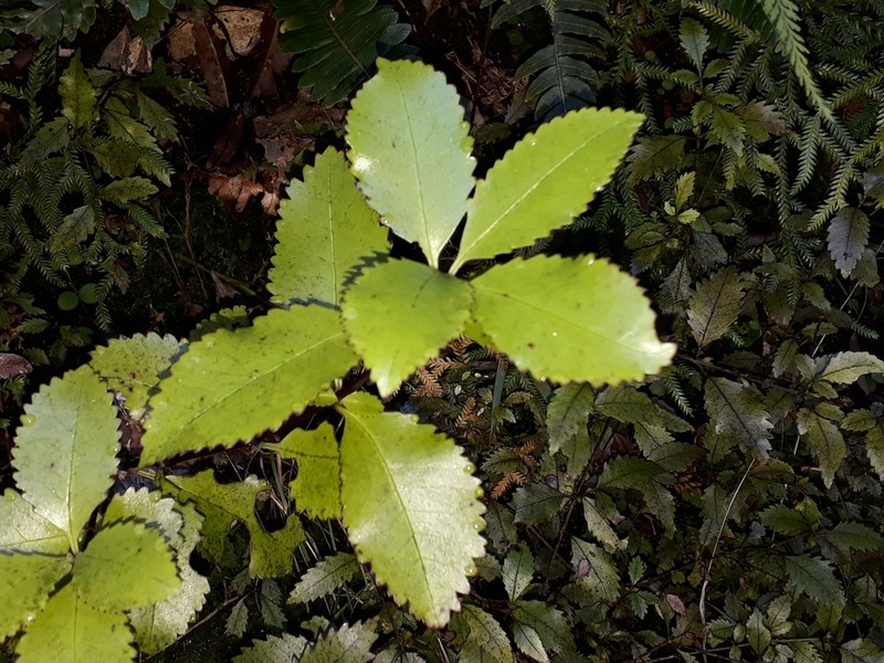 Ascarina lucida photo 7