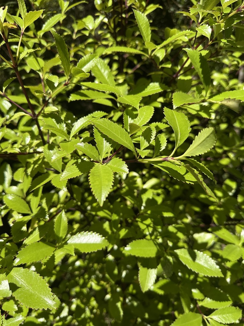 Ascarina lucida var. lucida