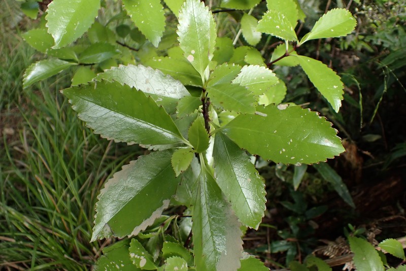 Ascarina lucida var. lucida photo 2