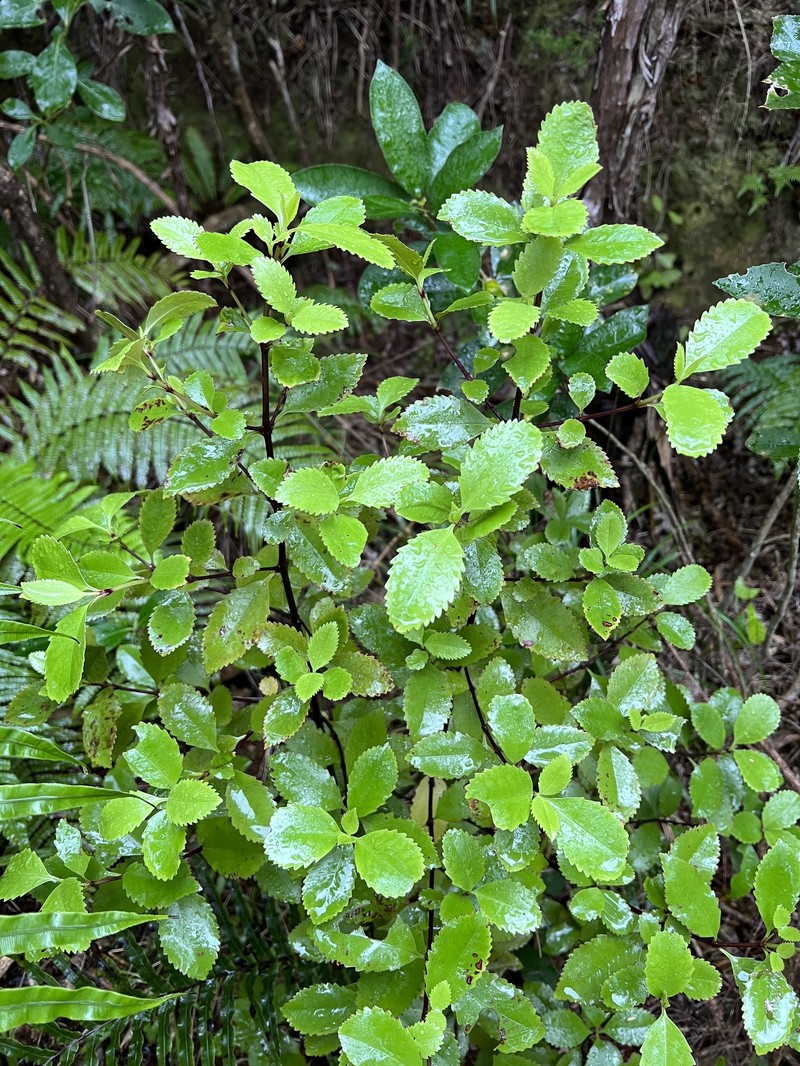Ascarina maheshwarii